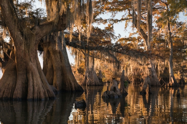 «Бэрримор, что это за вой?»: 12 самых живописных болот мира