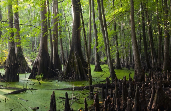 «Бэрримор, что это за вой?»: 12 самых живописных болот мира