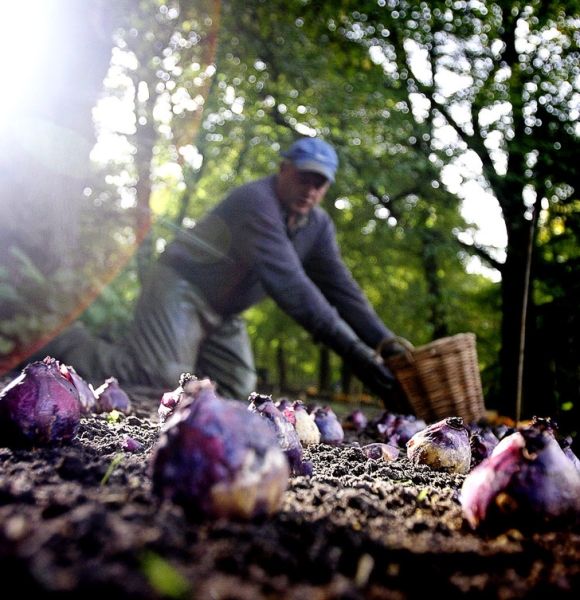 Нескучный сад: как устроена работа крупнейшего в Европе цветочного парка